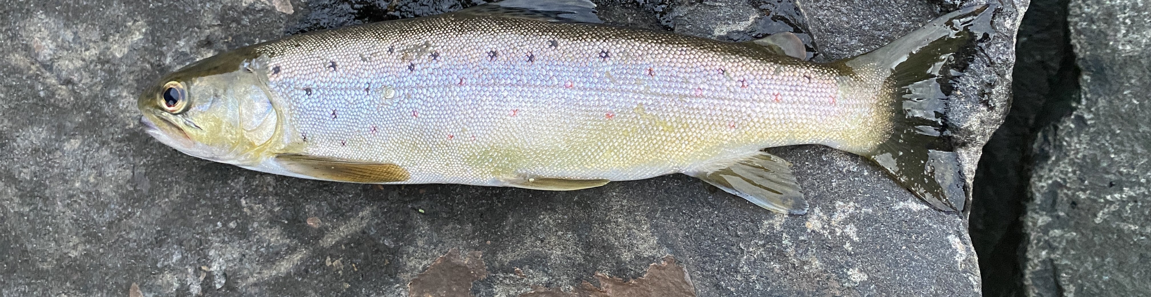 Fishing Banner
